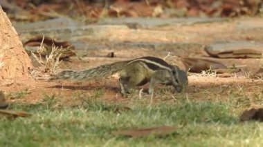 Üç çizgili Indiana sincabı seçici odaklı iki şarjörlü yemek sırası yiyor. Hint palmiye sincabı ya da üç çizgili palmiye sincabı, Sciuridae familyasından doğal olarak Hindistan 'da bulunan bir kemirgen türüdür. Şirin bir sincap fındık seçer. Sincap.
