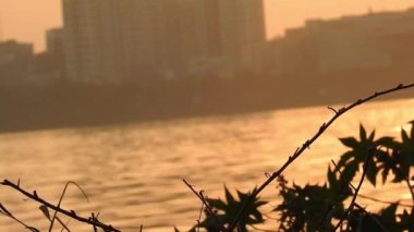 Güzel yaz günbatımı çimlerin arasında. Güzel yaz günbatımı çimlerin arasında. Minnesota Gölü Günbatımı Ağacı ve güneş nehrin aynasından yansıyor. Panorama, yüksek çözünürlüklü. Orman gölünde güzel pembe gün batımı, ahşap köprü balıkçılığı