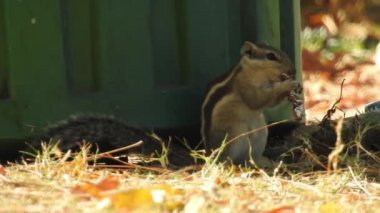 Üç çizgili Indiana sincabı seçici odaklı iki şarjörlü yemek sırası yiyor. Hint palmiye sincabı ya da üç çizgili palmiye sincabı, Sciuridae familyasından doğal olarak Hindistan 'da bulunan bir kemirgen türüdür. Şirin bir sincap fındık seçer. Sincap.