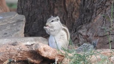 Üç çizgili Indiana sincabı seçici odaklı iki şarjörlü yemek sırası yiyor. Hint palmiye sincabı ya da üç çizgili palmiye sincabı, Sciuridae familyasından doğal olarak Hindistan 'da bulunan bir kemirgen türüdür. Şirin bir sincap fındık seçer. Sincap.