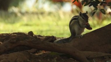Ağaç gövdesinin arkasından gözetleyen meraklı kırmızı sincap. Güneşli bir günde Doğu Avrupa Ormanı 'ndaki Büyük Bir Orman' da Profile Otururken Bir Fındığı Tırmalayan Sincap 'a yakından bakın. Fındıklı sincap, bisküvi yiyen çok tatlı kızıl bir sincap.