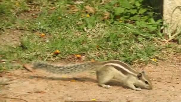Cute Red Squirrel Adult Siedzi Gałęzi Jedzenie Stożka Lub Pinecone — Wideo stockowe