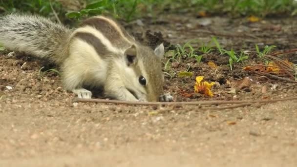 Drăguț Red Squirrel Adult Stând Ramură Mâncând Conul Sau Pinecone — Videoclip de stoc