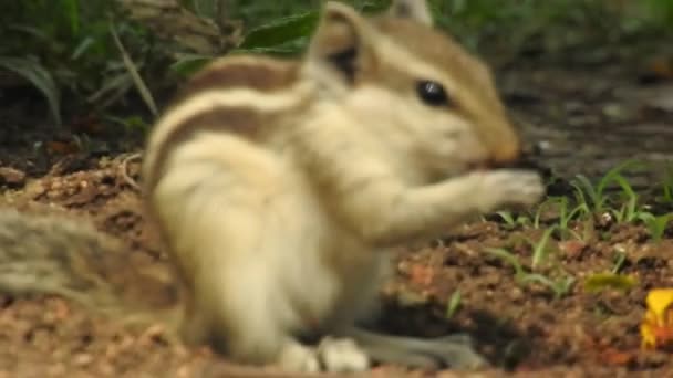 Schattige Red Squirrel Adult Zittend Branch Eating Cone Pinecone Ponderosa — Stockvideo