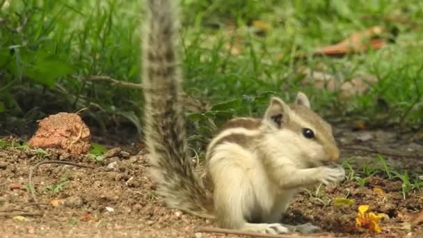 Cute Red Squirrel Adult Sitting Branch Eating Cone Pinecone Ponderosa — Vídeo de Stock
