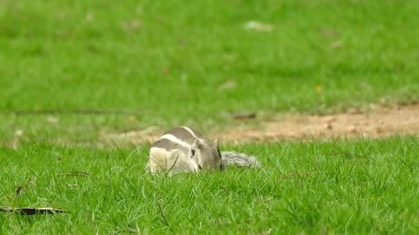 Niedliches Rotes Eichhörnchen Erwachsener Sitzt Auf Zweig Fressenden Kegel Oder — Stockvideo