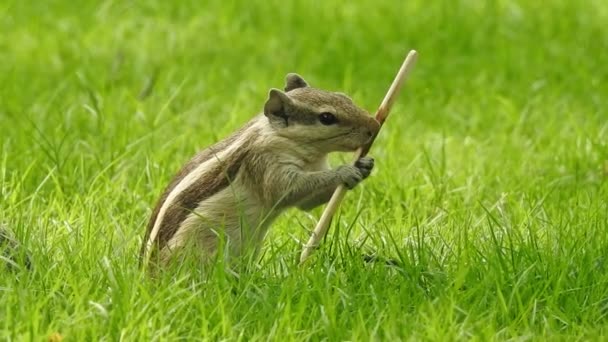Drăguț Red Squirrel Adult Stând Ramură Mâncând Conul Sau Pinecone — Videoclip de stoc