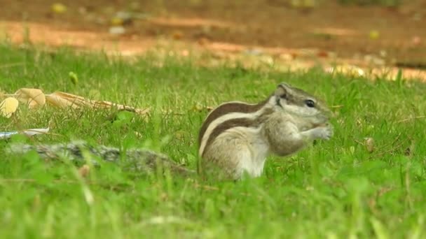 Cute Red Squirrel Adult Siedzi Gałęzi Jedzenie Stożka Lub Pinecone — Wideo stockowe