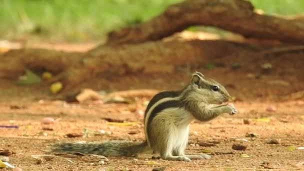Schattige Red Squirrel Adult Zittend Branch Eating Cone Pinecone Ponderosa — Stockvideo
