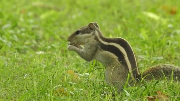 Cute Red Squirrel Adult Sitting Branch Eating Cone Pinecone Ponderosa — Vídeos de Stock
