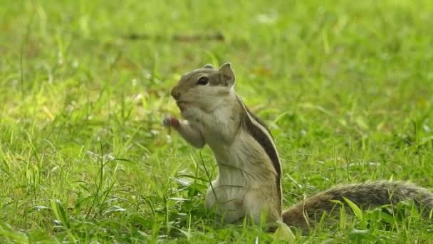 Cute Red Squirrel Adult Sitting Branch Eating Cone Pinecone Ponderosa — Vídeos de Stock