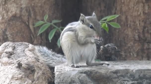 在夏季红松鼠的庞德罗萨松林里 可爱的红松鼠成虫坐在枝条上 吃着圆锥形或松果 坐在旁边的路上 前爪端着一个榛子 跟着我 被白色背景隔离 红松鼠 — 图库视频影像