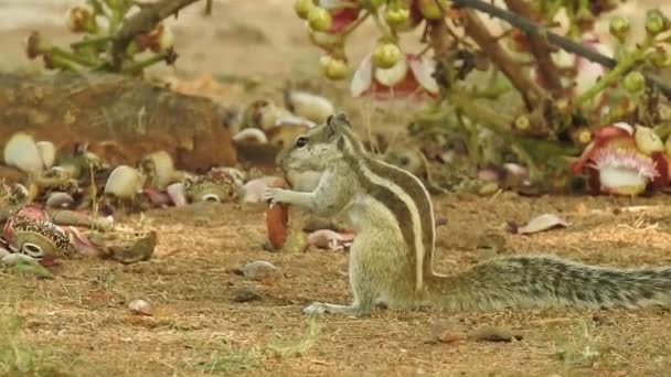 Esquilo Bonito Escolhe Uma Noz Esquilo Está Cheirar Nozes Animal — Vídeo de Stock