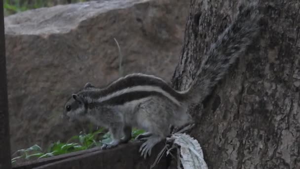 Ein Süßes Eichhörnchen Wählt Eine Nuss Das Eichhörnchen Schnüffelt Nüsse — Stockvideo