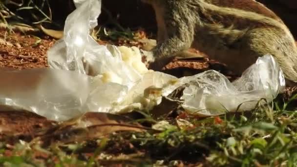 Słodka Wiewiórka Wybiera Orzecha Wiewiórka Wącha Orzechy Zwierzę Dziki Słodki — Wideo stockowe