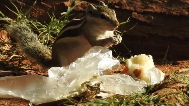 Ένας Χαριτωμένος Σκίουρος Διαλέγει Ένα Καρύδι Σκίουρος Μυρίζει Καρύδια Ζώο — Αρχείο Βίντεο