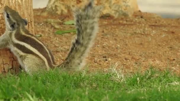 Écureuil Mignon Choisit Une Noix Écureuil Renifle Les Noix Animaux — Video