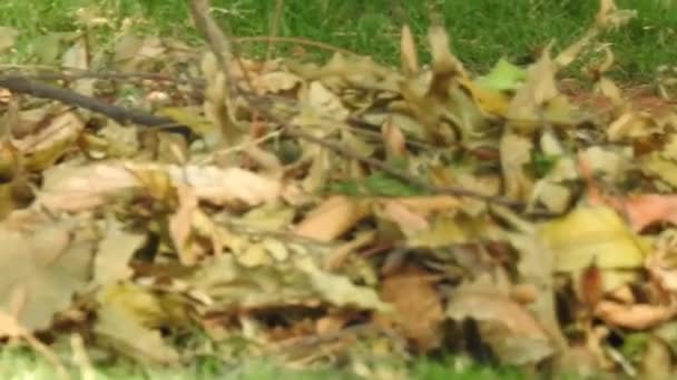 可爱的松鼠选择坚果 松鼠在嗅坚果 啮齿动物 松鼠与坚果 在森林里吃坚果的松鼠 在庞德罗萨松森林里坐在树枝上吃圆锥或松果的可爱的红松鼠成虫 — 图库视频影像