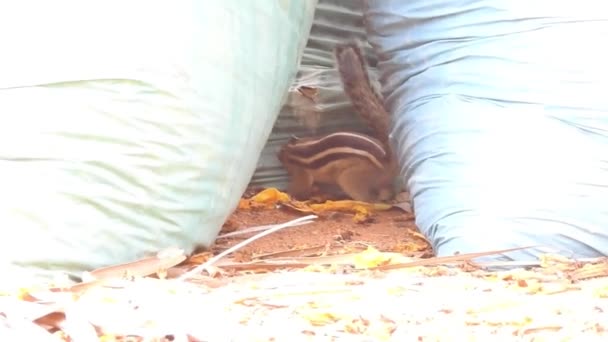 Ένας Χαριτωμένος Σκίουρος Διαλέγει Ένα Καρύδι Σκίουρος Μυρίζει Καρύδια Ζώο — Αρχείο Βίντεο