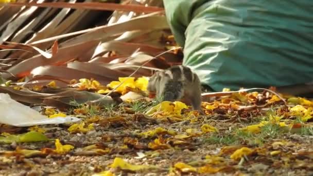 可爱的松鼠选择坚果 松鼠在嗅坚果 啮齿动物 松鼠与坚果 在森林里吃坚果的松鼠 在庞德罗萨松森林里坐在树枝上吃圆锥或松果的可爱的红松鼠成虫 — 图库视频影像