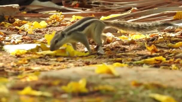 Şirin Bir Sincap Fındık Seçer Sincap Fındık Kokluyor Hayvan Vahşi — Stok video