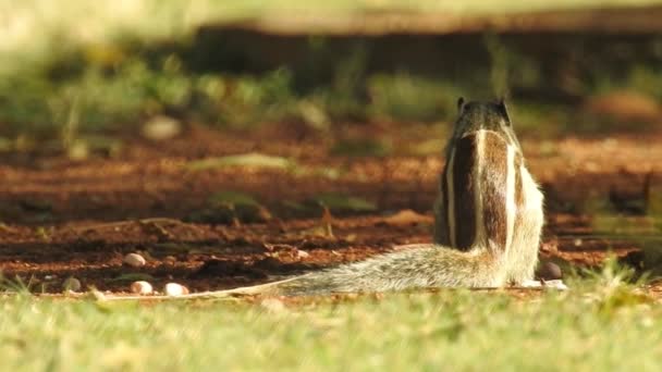 Τρεις Ριγέ Ιντιάνα Σκίουρος Τρώει Ακολουθία Τροφίμων Από Δύο Κλιπ — Αρχείο Βίντεο