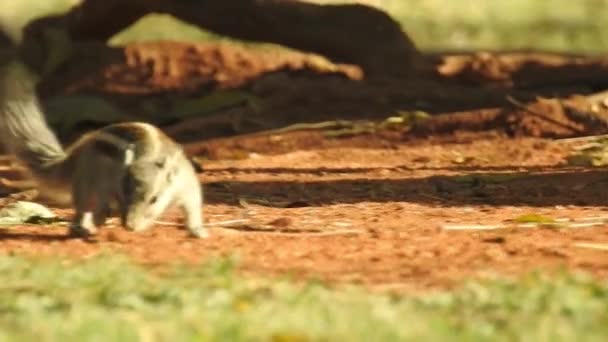 Drie Gestreepte Indiana Eekhoorn Eten Voedselsequentie Van Twee Clips Selectieve — Stockvideo