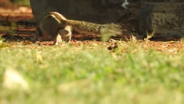Drie Gestreepte Indiana Eekhoorn Eten Voedselsequentie Van Twee Clips Selectieve — Stockvideo