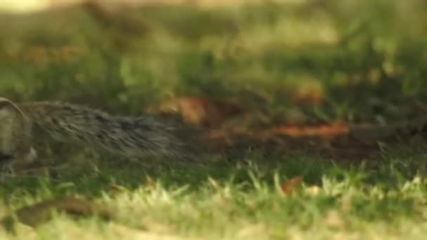 Drei Gestreifte Indiana Eichhörnchen Essen Nahrungssequenz Von Zwei Clips Selektiven — Stockvideo