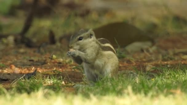 Trzy Pasiaste Wiewiórki Indiana Jedzące Sekwencję Jedzenia Dwóch Klipów Selektywne — Wideo stockowe