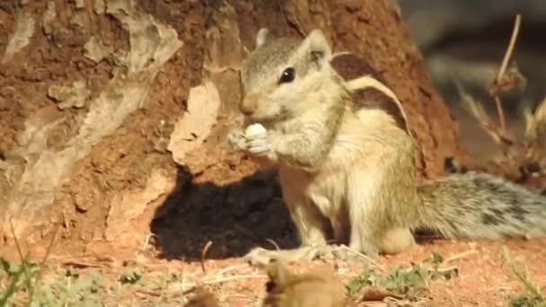 Three Striped Indiana Squirrel Eating Food Sequence Two Clips Selective — Stock Video