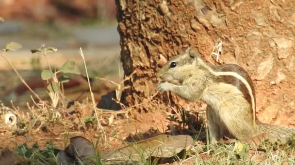 Τρεις Ριγέ Ιντιάνα Σκίουρος Τρώει Ακολουθία Τροφίμων Από Δύο Κλιπ — Αρχείο Βίντεο