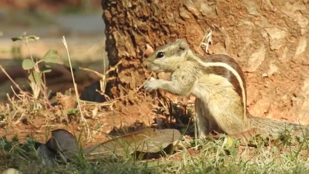 Trzy Pasiaste Wiewiórki Indiana Jedzące Sekwencję Jedzenia Dwóch Klipów Selektywne — Wideo stockowe