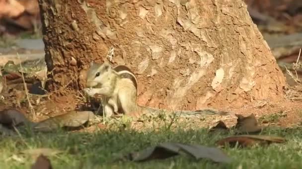 Drei Gestreifte Indiana Eichhörnchen Essen Nahrungssequenz Von Zwei Clips Selektiven — Stockvideo