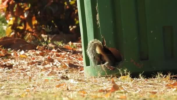 인디애나 다람쥐가 선택적으로 클립을 먹이로 있습니다 야자수 다람쥐 Indian Palm — 비디오
