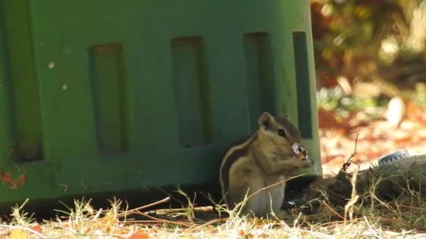 Three Striped Indiana Squirrel Eating Food Sequence Two Clips Selective — Stock Video