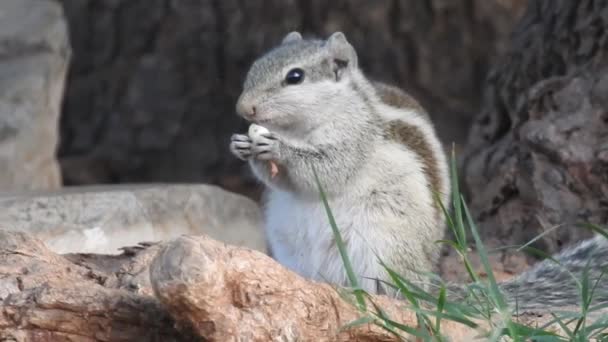 Três Esquilo Indiana Listrado Comendo Sequência Alimentar Dois Clipes Foco — Vídeo de Stock