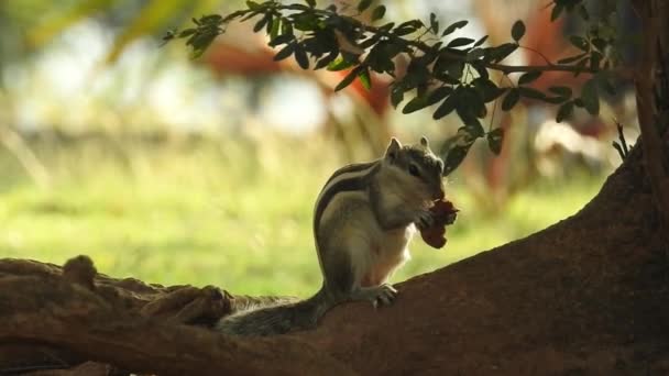 好奇的红松鼠在树干后面窥视 在阳光明媚的日子里 一只松鼠在东欧森林的一个大分枝上坐着时割破了一个树核 这种松鼠的装扮视图 有坚果的松鼠 非常可爱的红头松鼠吃饼干 — 图库视频影像