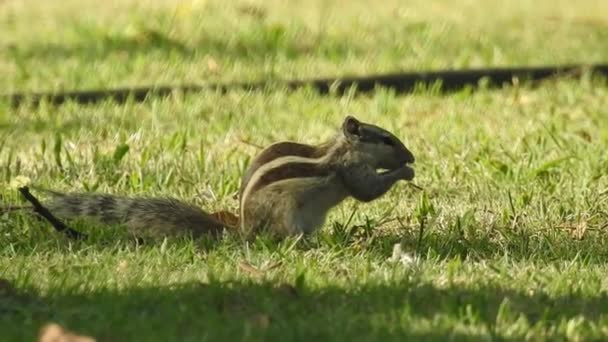 Tupai Merah Penasaran Mengintip Belakang Batang Pohon Closeup View Squirrel — Stok Video