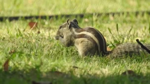 Nieuwsgierige Rode Eekhoorn Gluurt Achter Boomstam Closeup View Een Eekhoorn — Stockvideo
