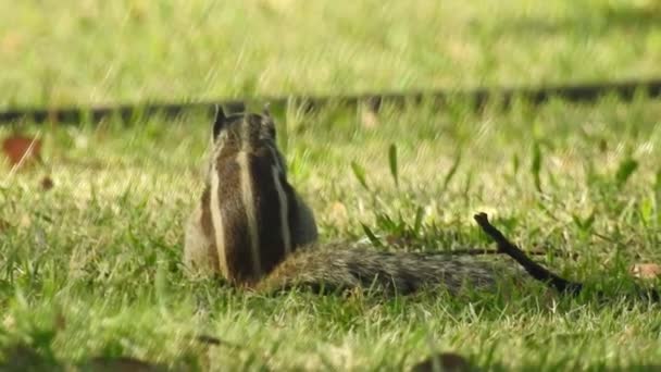 好奇的红松鼠在树干后面窥视 在阳光明媚的日子里 一只松鼠在东欧森林的一个大分枝上坐着时割破了一个树核 这种松鼠的装扮视图 有坚果的松鼠 非常可爱的红头松鼠吃饼干 — 图库视频影像