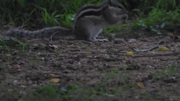 Περίεργος Κόκκινος Σκίουρος Κρυφοκοιτάζει Πίσω Από Τον Κορμό Closeup View — Αρχείο Βίντεο