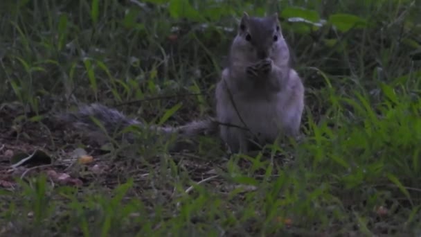 Esquilo Vermelho Curioso Espreitando Atrás Tronco Árvore Closeup View Squirrel — Vídeo de Stock