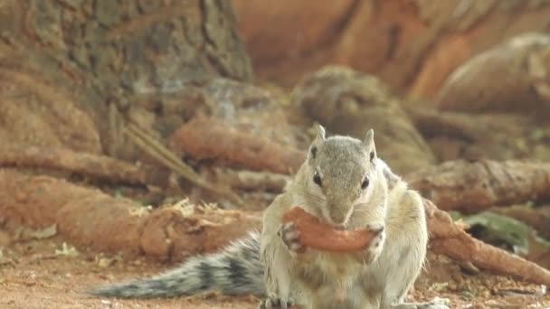Esquilo Vermelho Curioso Espreitando Atrás Tronco Árvore Closeup View Squirrel — Vídeo de Stock