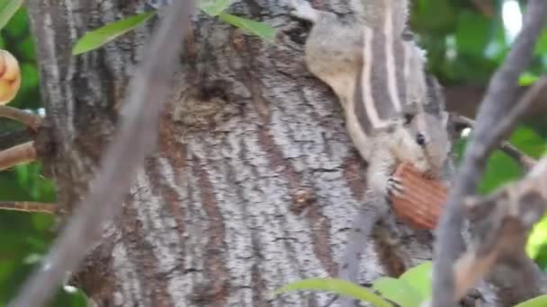 Zvědavá Rudá Veverka Nakoukla Kmen Stromu Closeup View Squirrel Which — Stock video