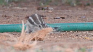 Şirin bir sincap fındık seçer. Sincap fındık kokluyor. Hayvan, vahşi, sevimli, kemirgen, doğa, orman, fındık, kütük, makro, bulanık arka plan, seçim, komik, merak. Yeşil bir dalda oturan tilki sincabı portresi (Sciurus niger).