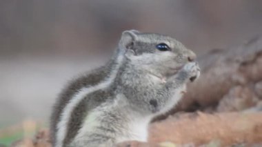 Şirin bir sincap fındık seçer. Sincap fındık kokluyor. Hayvan, vahşi, sevimli, kemirgen, doğa, orman, fındık, kütük, makro, bulanık arka plan, seçim, komik, merak. Yeşil bir dalda oturan tilki sincabı portresi (Sciurus niger).