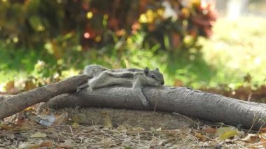 Şirin bir sincap fındık seçer. Sincap fındık kokluyor. Hayvan, vahşi, sevimli, kemirgen, doğa, orman, fındık, kütük, makro, bulanık arka plan, seçim, komik, merak. Yeşil bir dalda oturan tilki sincabı portresi (Sciurus niger).