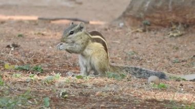 Şirin bir sincap fındık seçer. Sincap fındık kokluyor. Hayvan, vahşi, sevimli, kemirgen, doğa, orman, fındık, kütük, makro, bulanık arka plan, seçim, komik, merak. Yeşil bir dalda oturan tilki sincabı portresi (Sciurus niger).