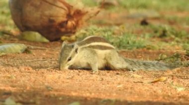 Şirin bir sincap fındık seçer. Sincap fındık kokluyor. Hayvan, vahşi, sevimli, kemirgen, doğa, orman, fındık, kütük, makro, bulanık arka plan, seçim, komik, merak. Yeşil bir dalda oturan tilki sincabı portresi (Sciurus niger).